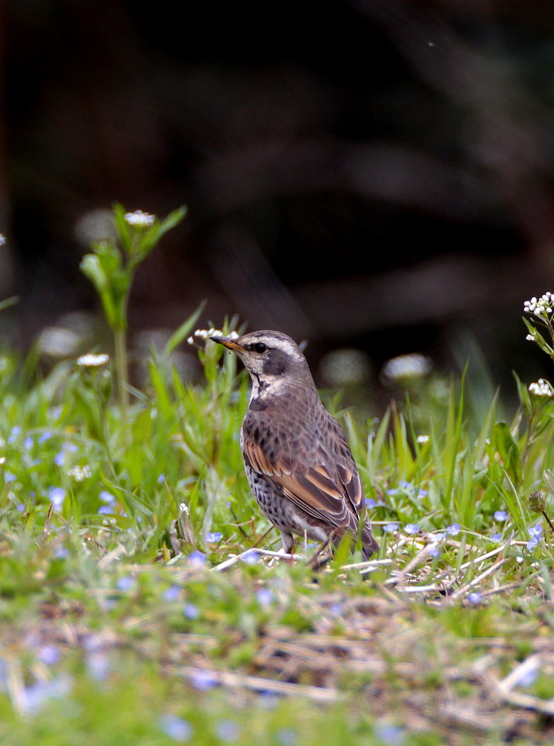 ��̕���