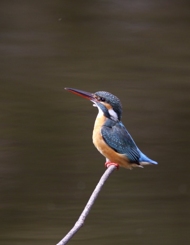 ��̕���