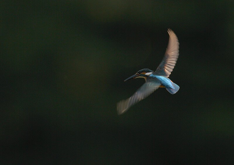 ��̕���