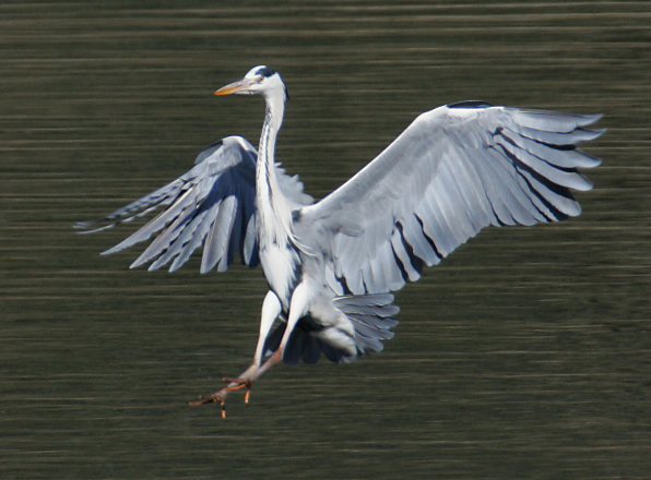 ��̕���