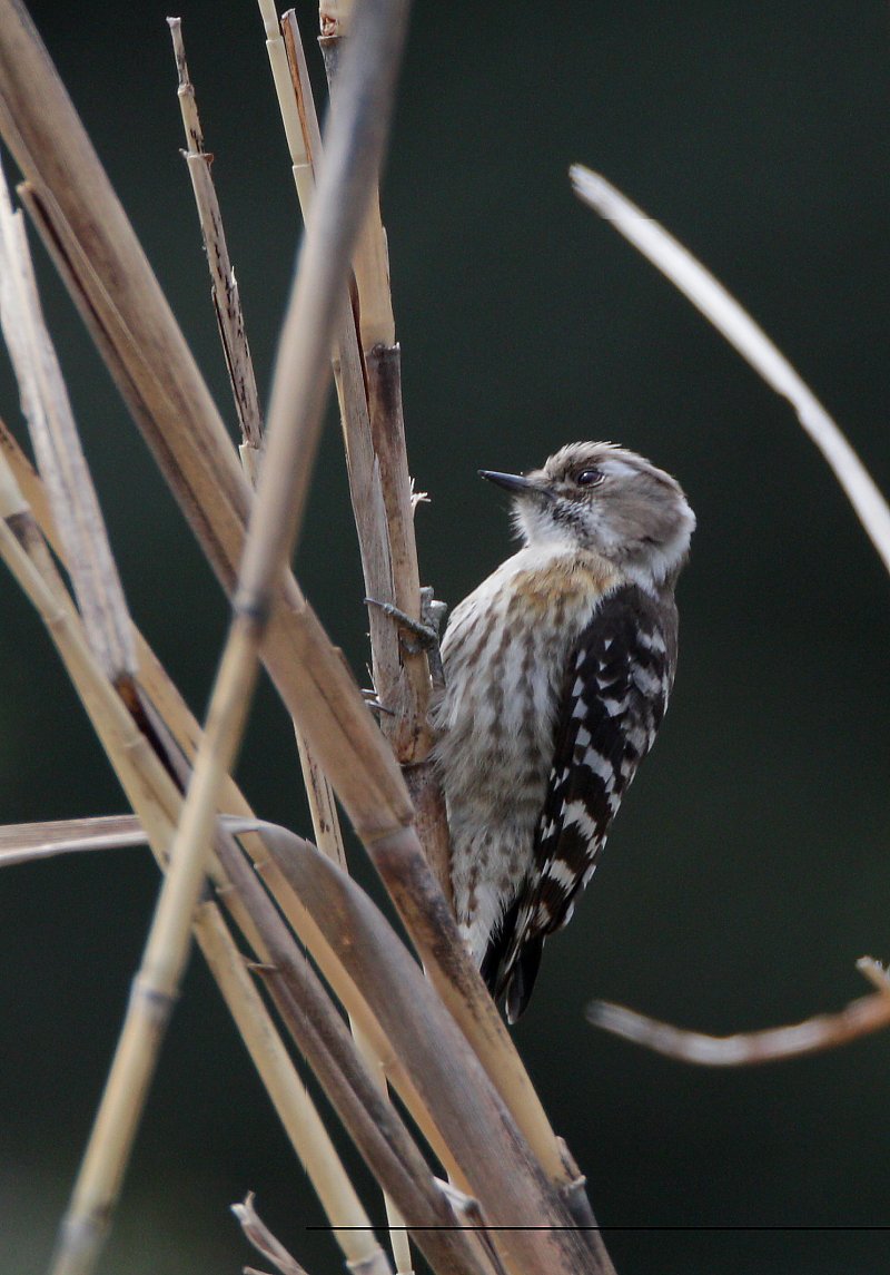 ��̕���