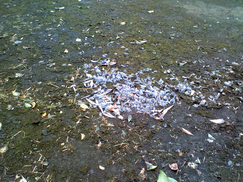 ��̕���