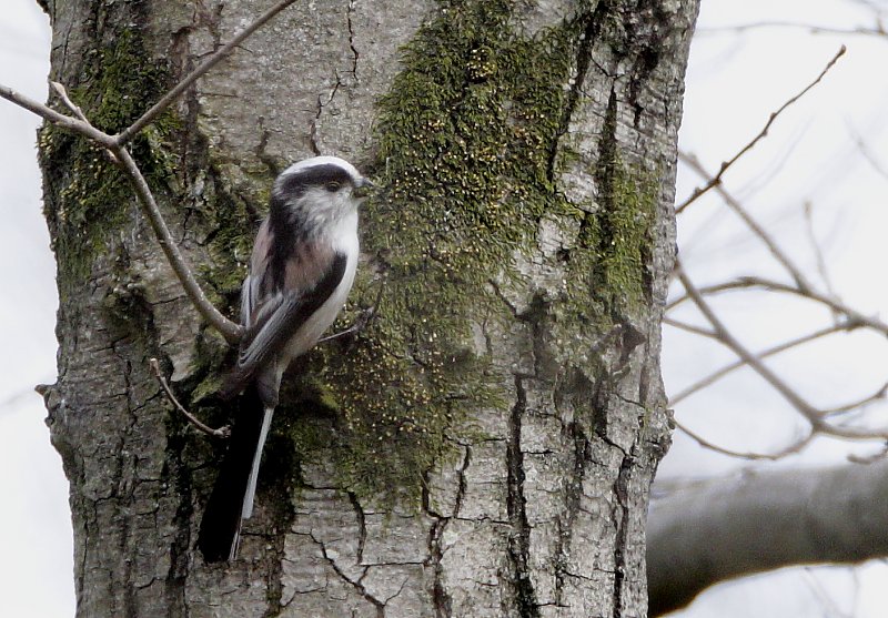 ��̕���