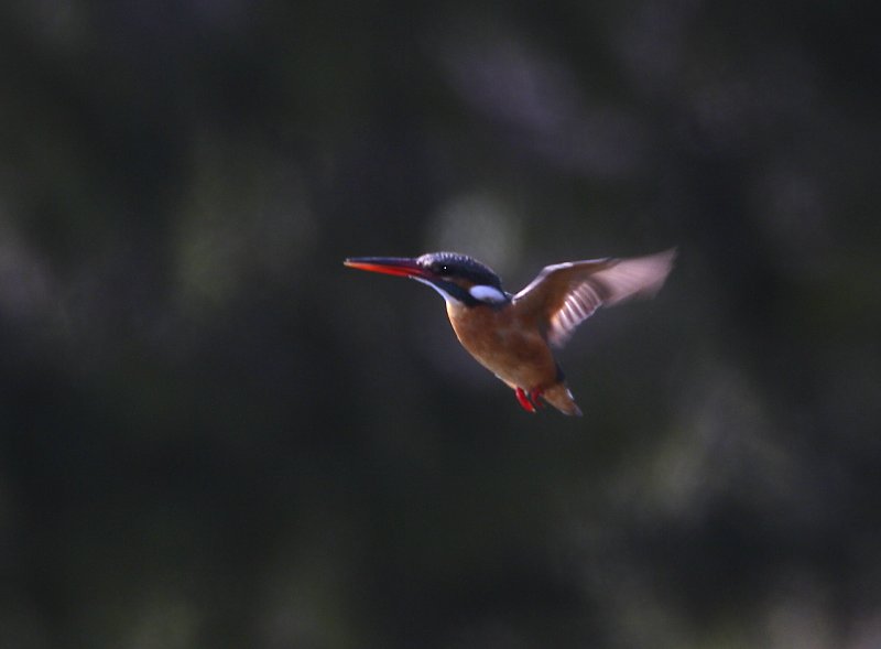 ��̕���