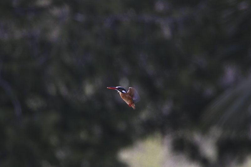 ��̕���