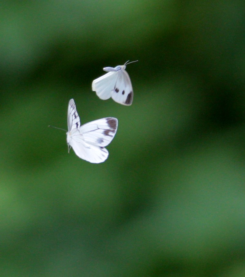 ��̕���