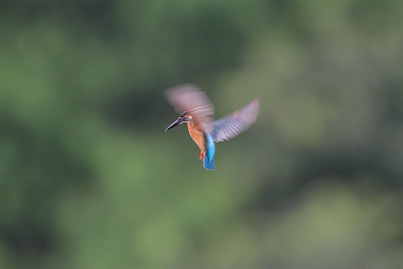 ��̕���