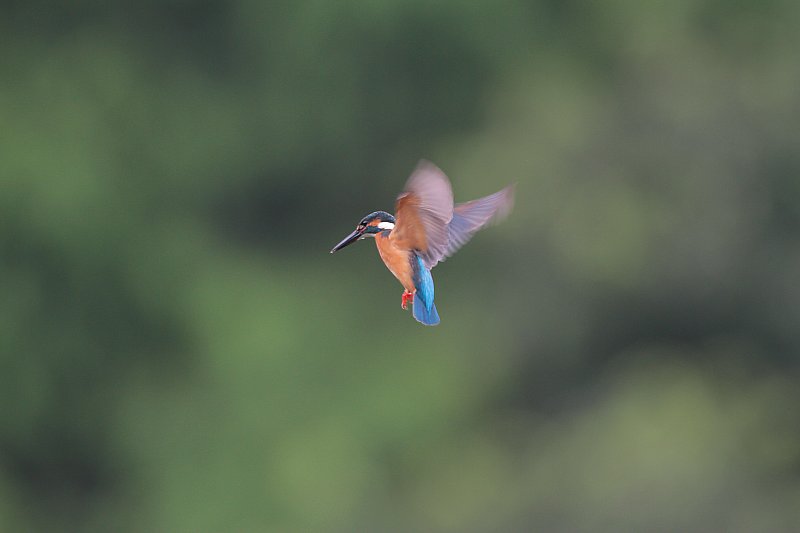 ��̕���