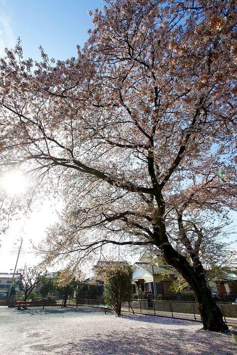 ��̕���