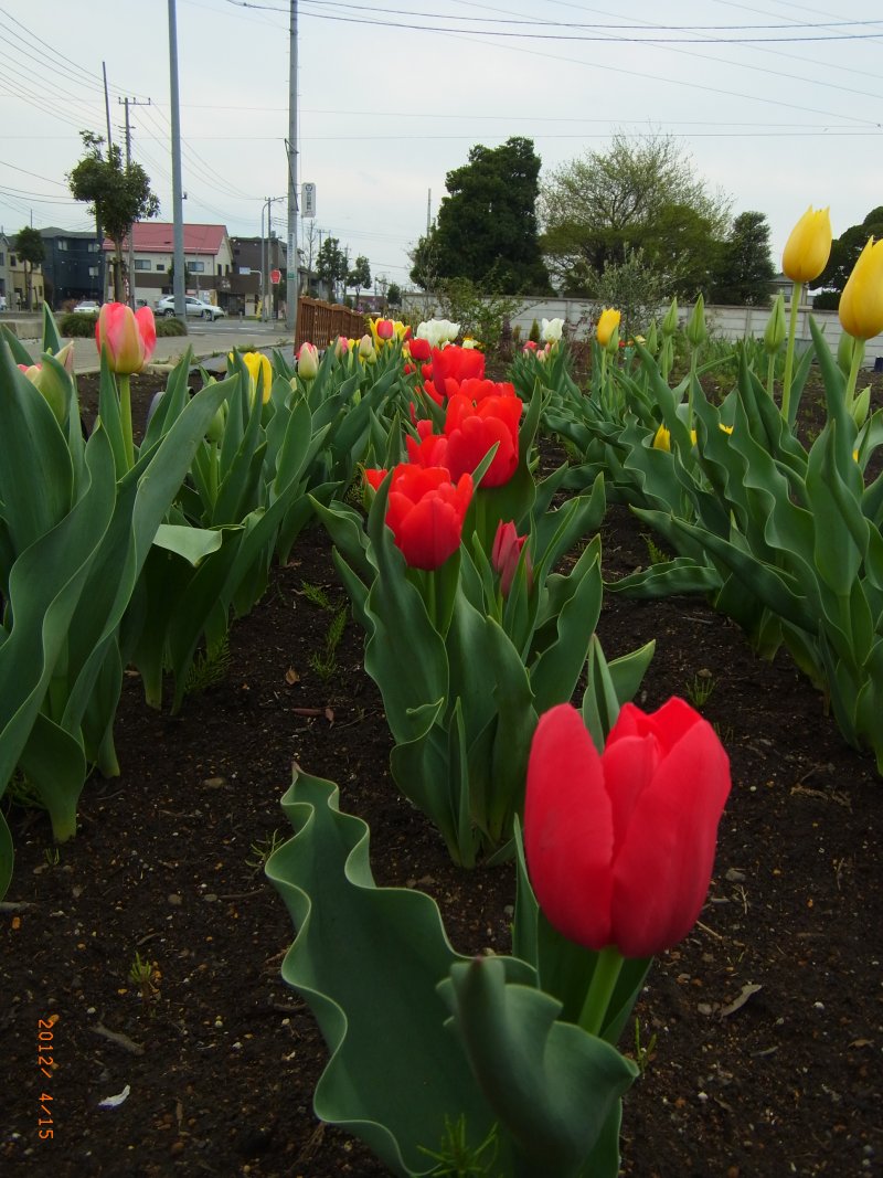 ��̕���