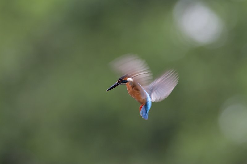 ��̕���