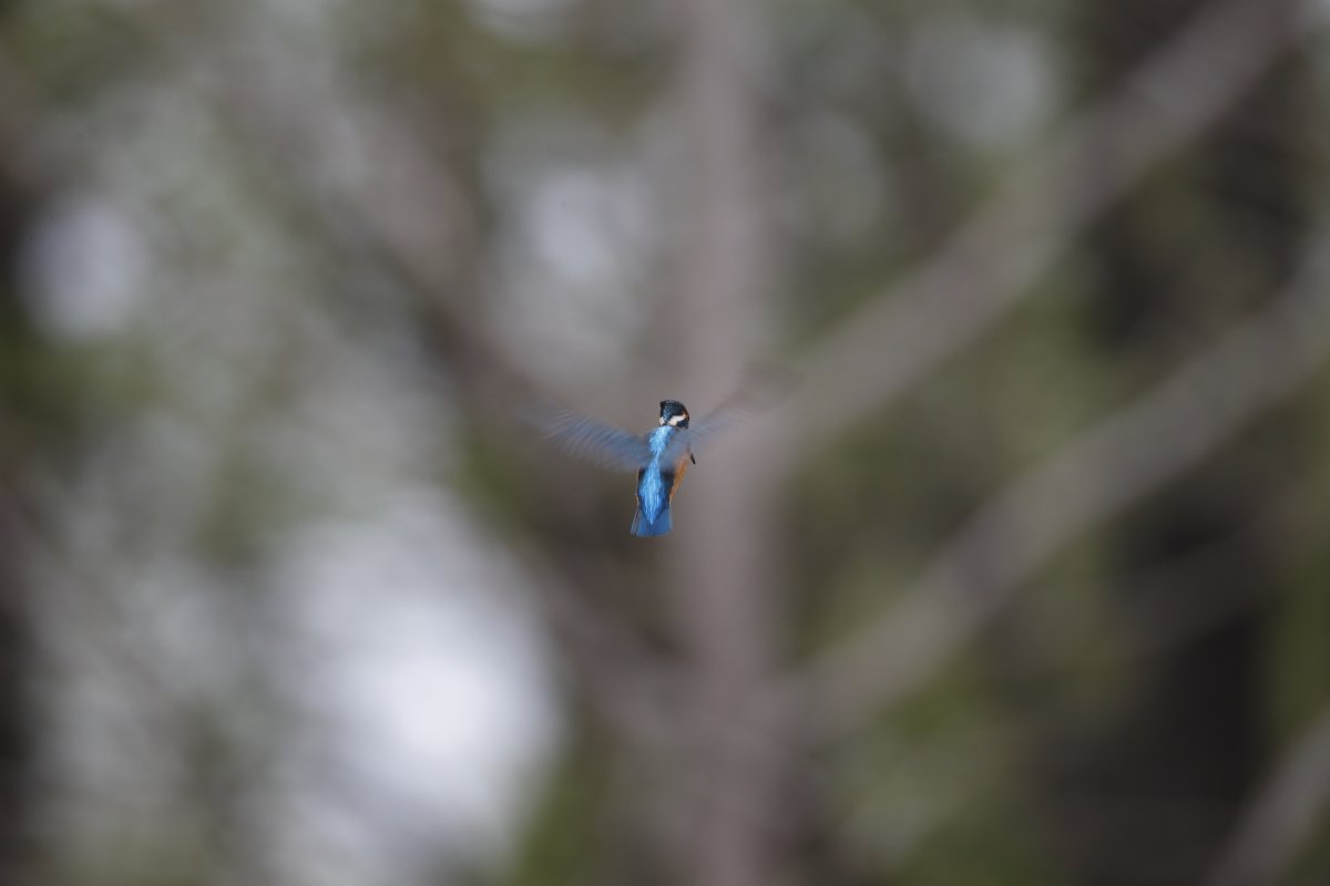 ��̕���