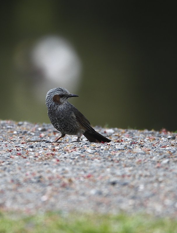 ��̕���