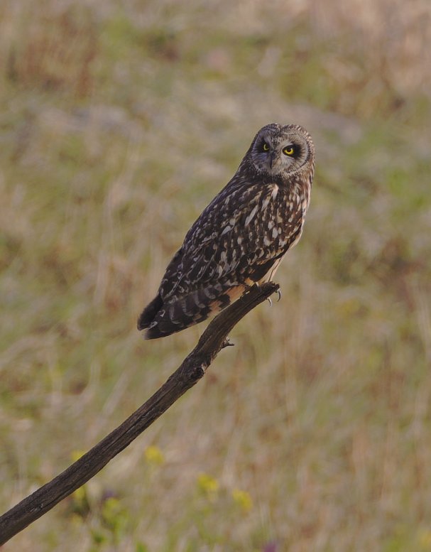 ��̕���