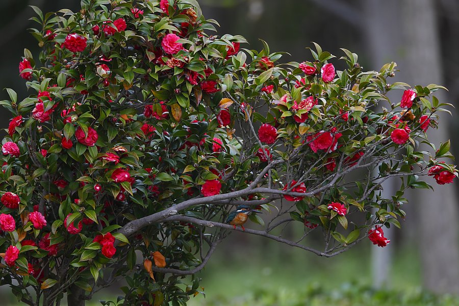 ��̕���