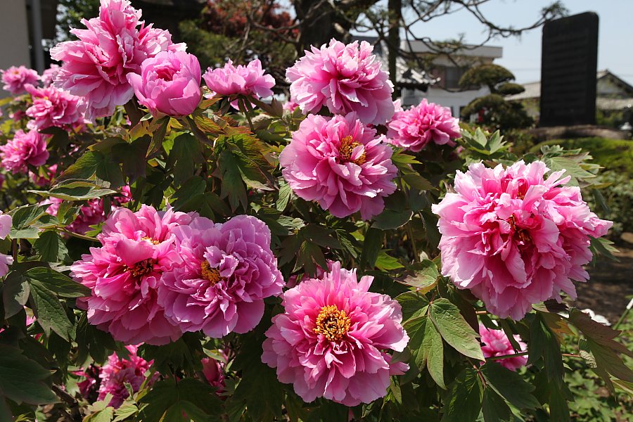 ��̕���