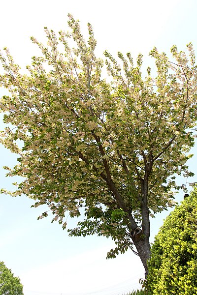 ��̕���