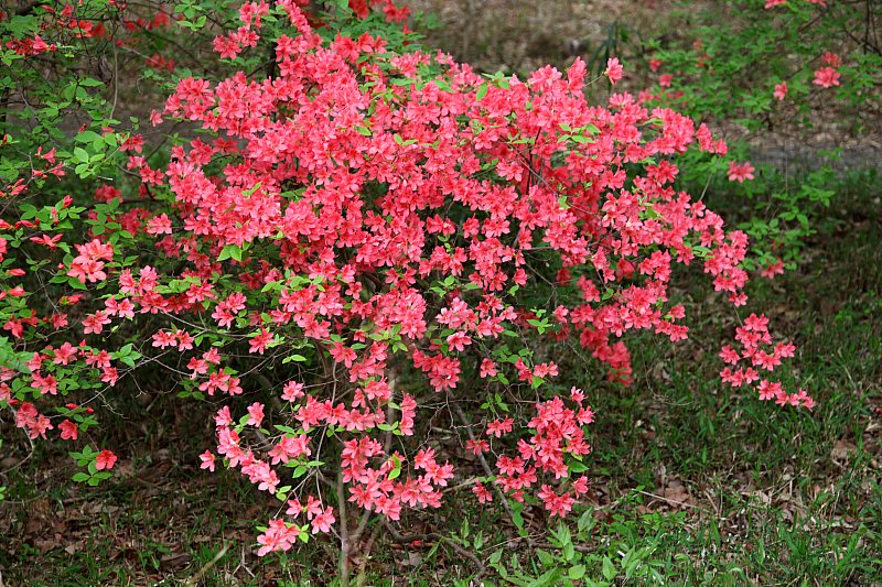 ��̕���