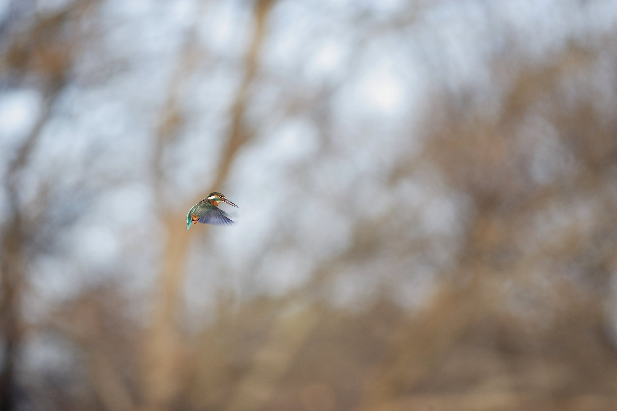 ��̕���