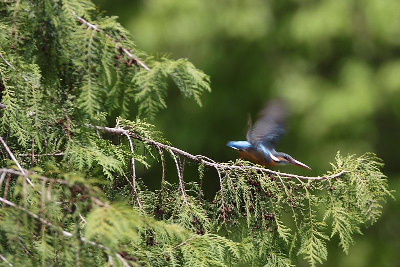 ��̕���