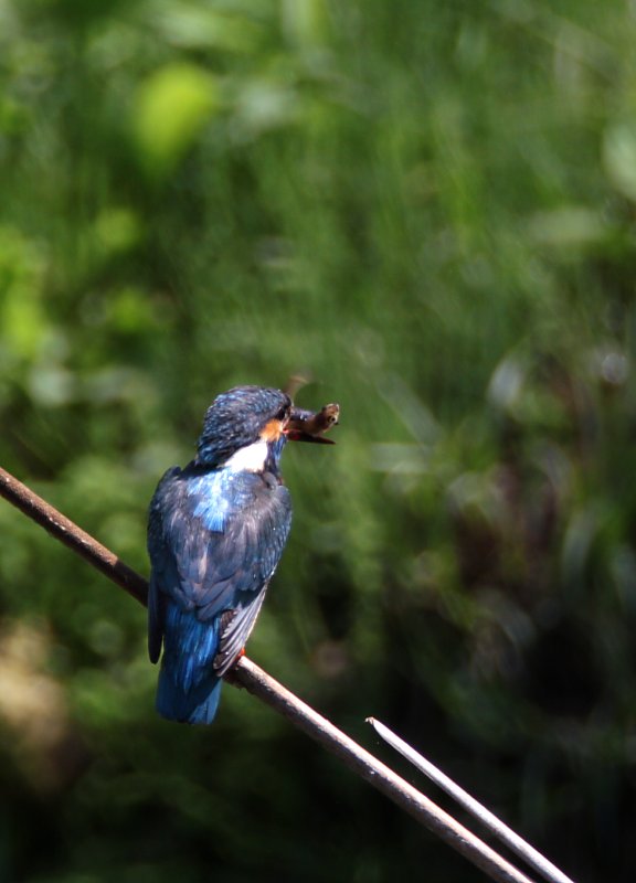 ��̕���