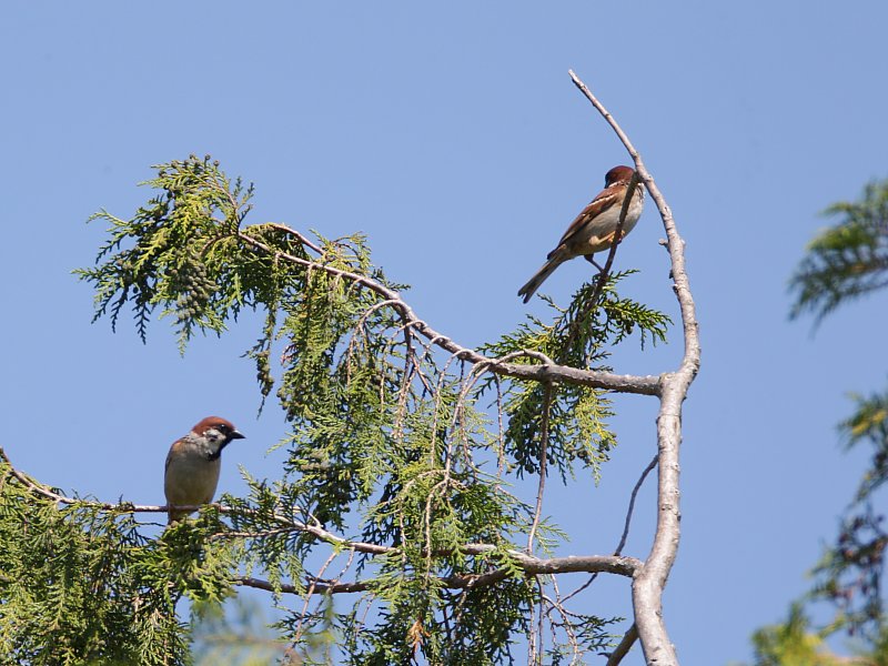 ��̕���