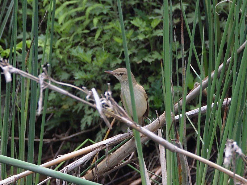 ��̕���