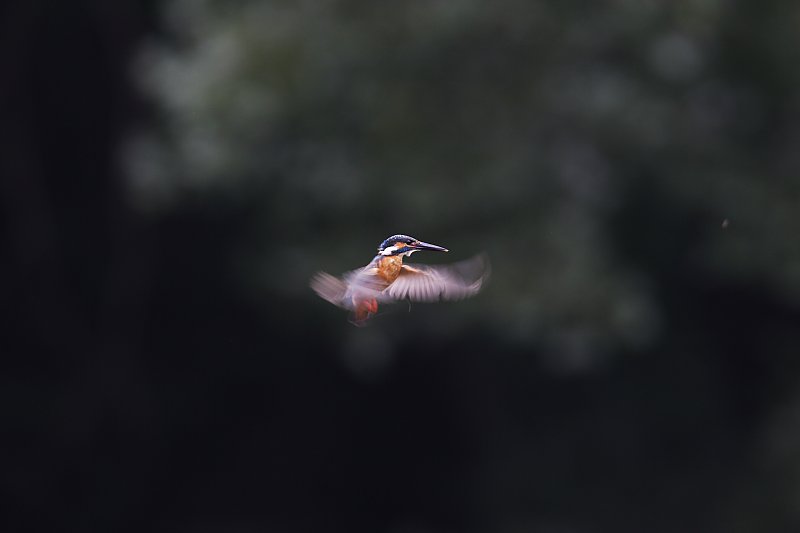 ��̕���