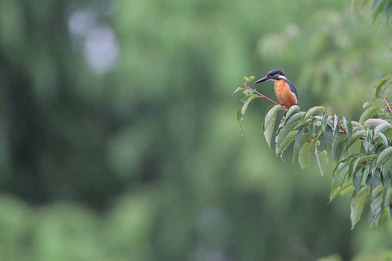 ��̕���