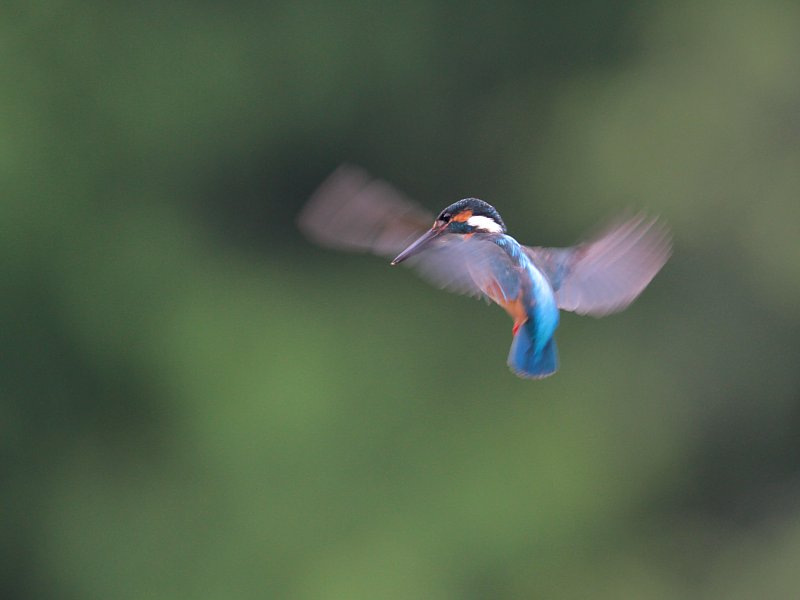 ��̕���