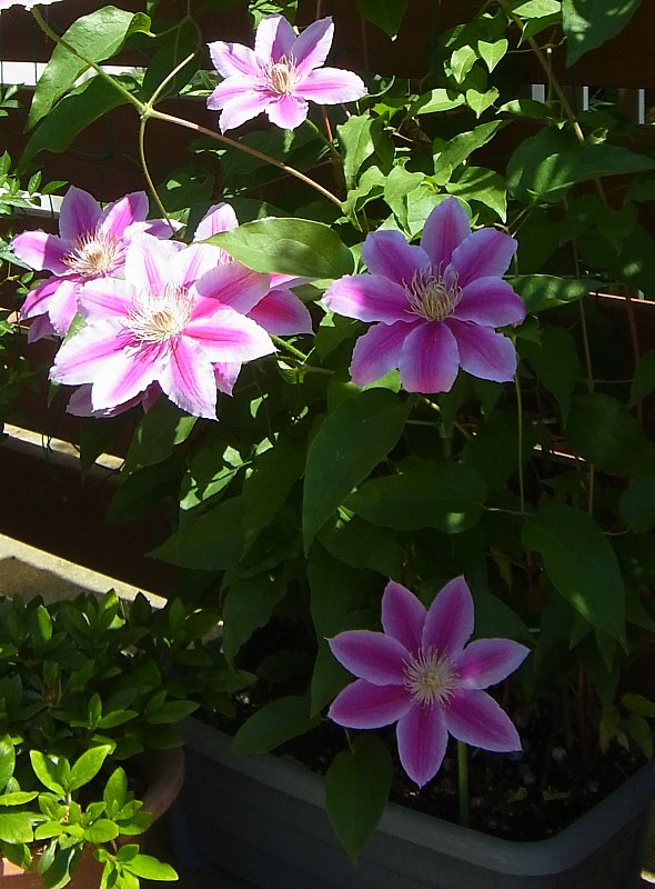 ��̕���