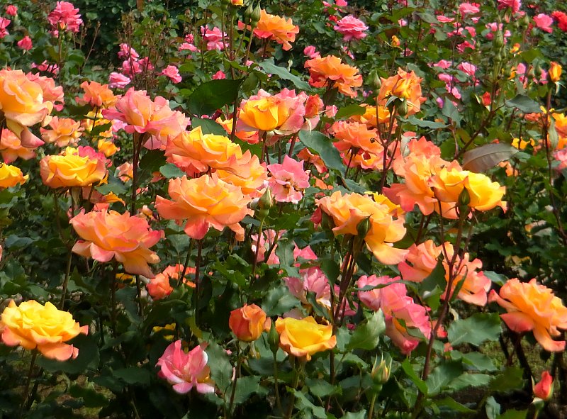 ��̕���