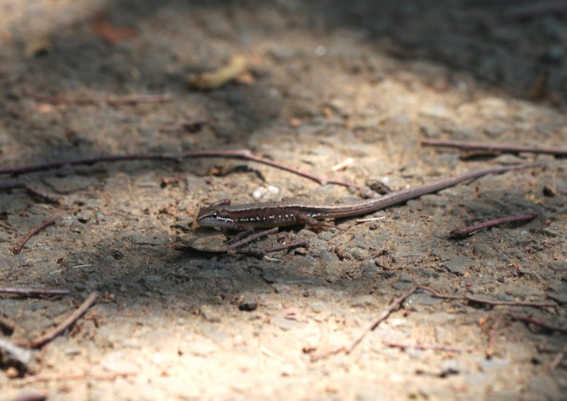 ��̕���