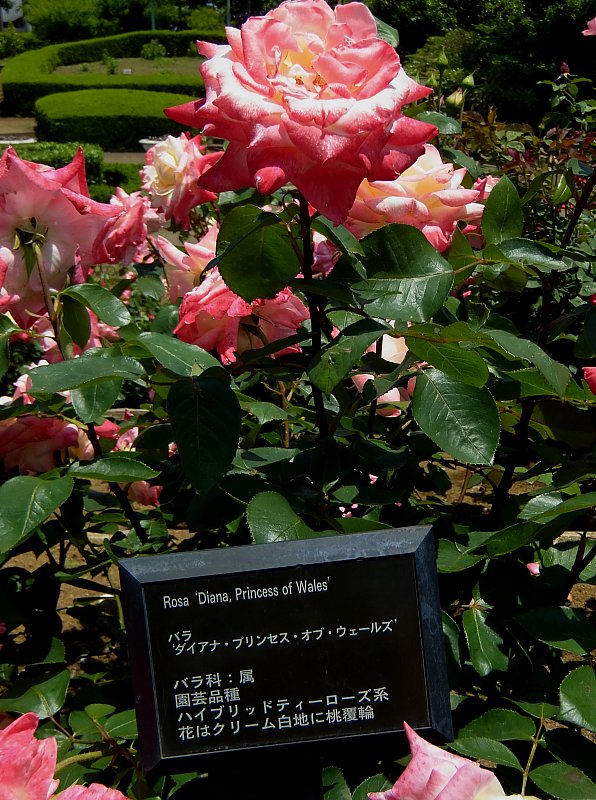 ��̕���