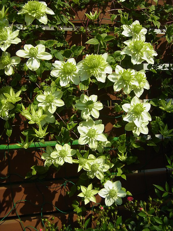 ��̕���