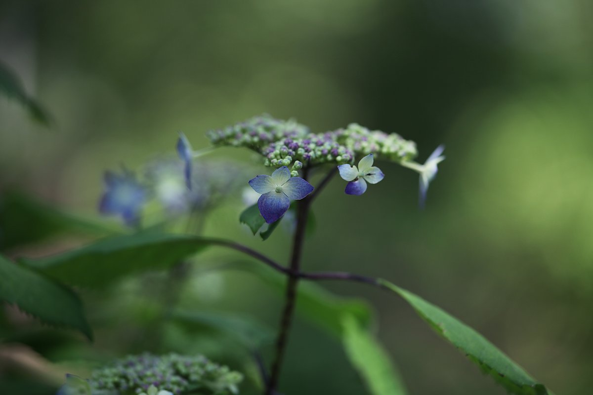 ��̕���