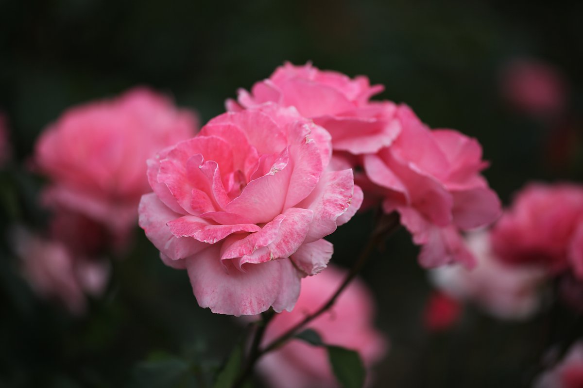 ��̕���