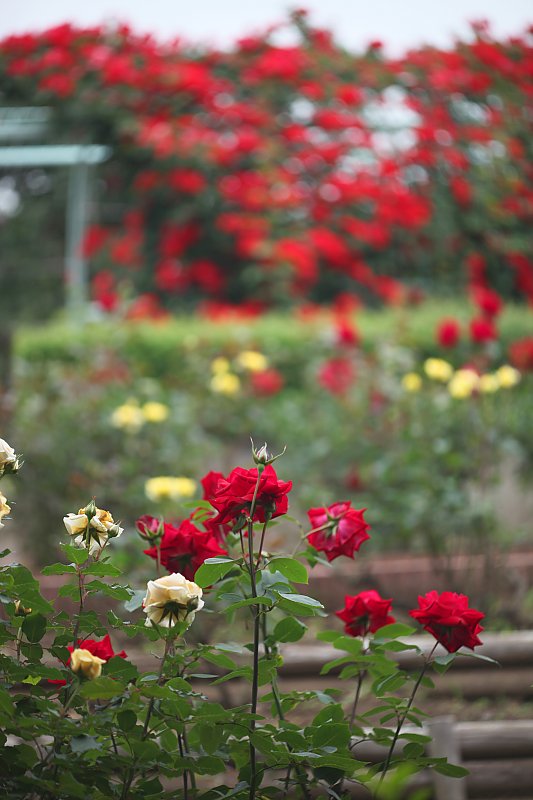 ��̕���