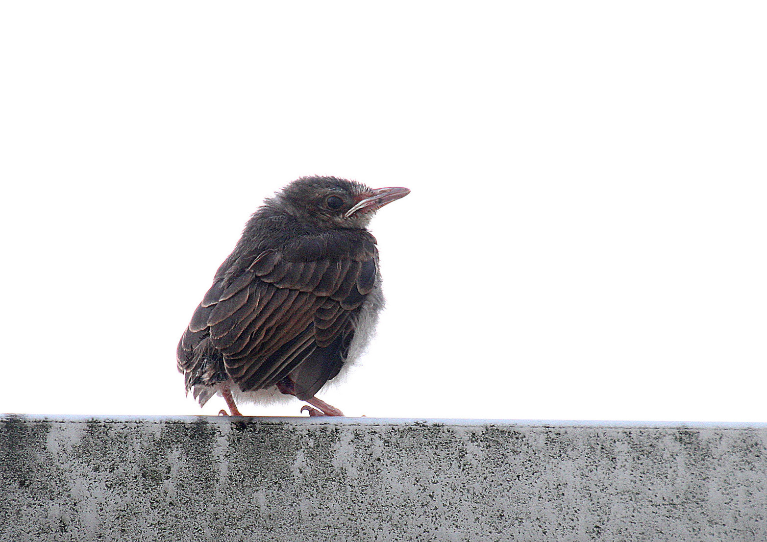 ��̕���