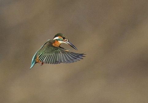 ��̕���