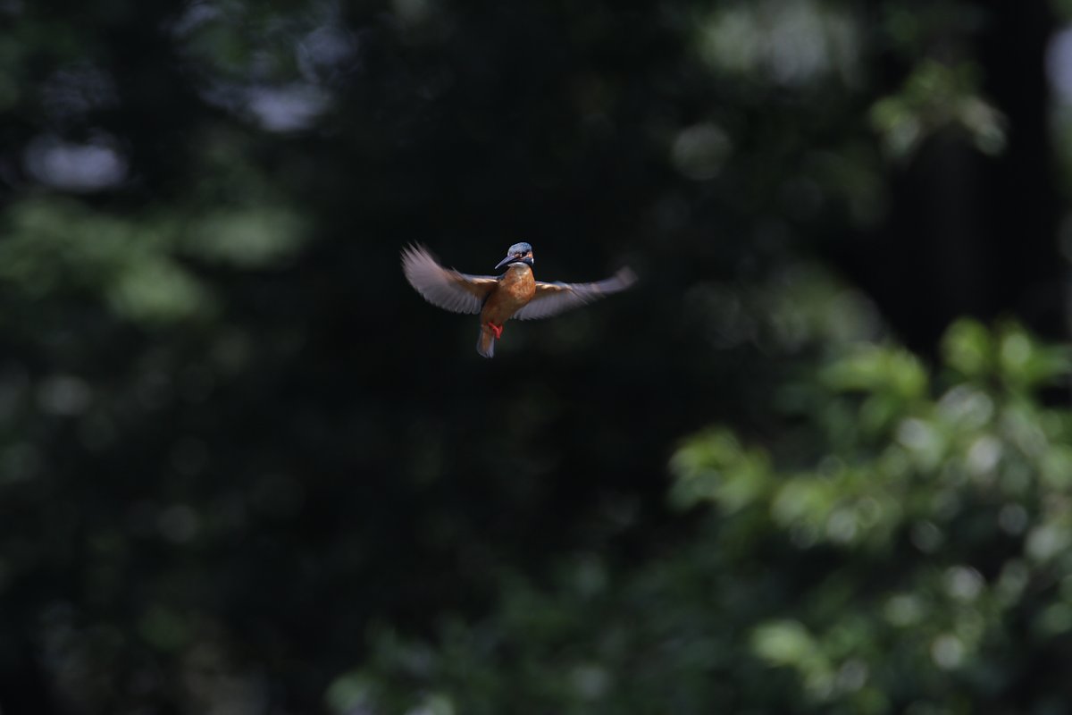 ��̕���