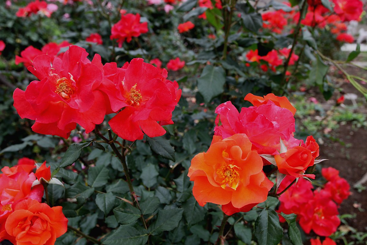 ��̕���