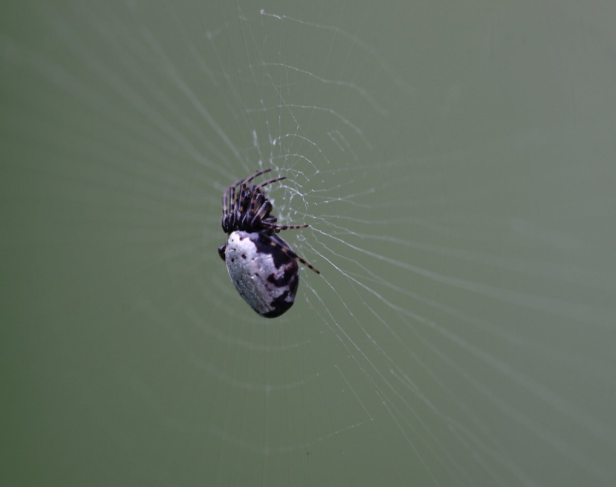 ��̕���