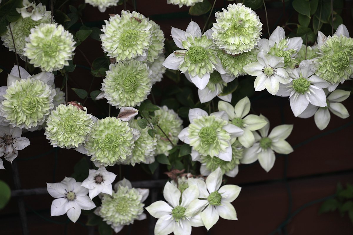 ��̕���