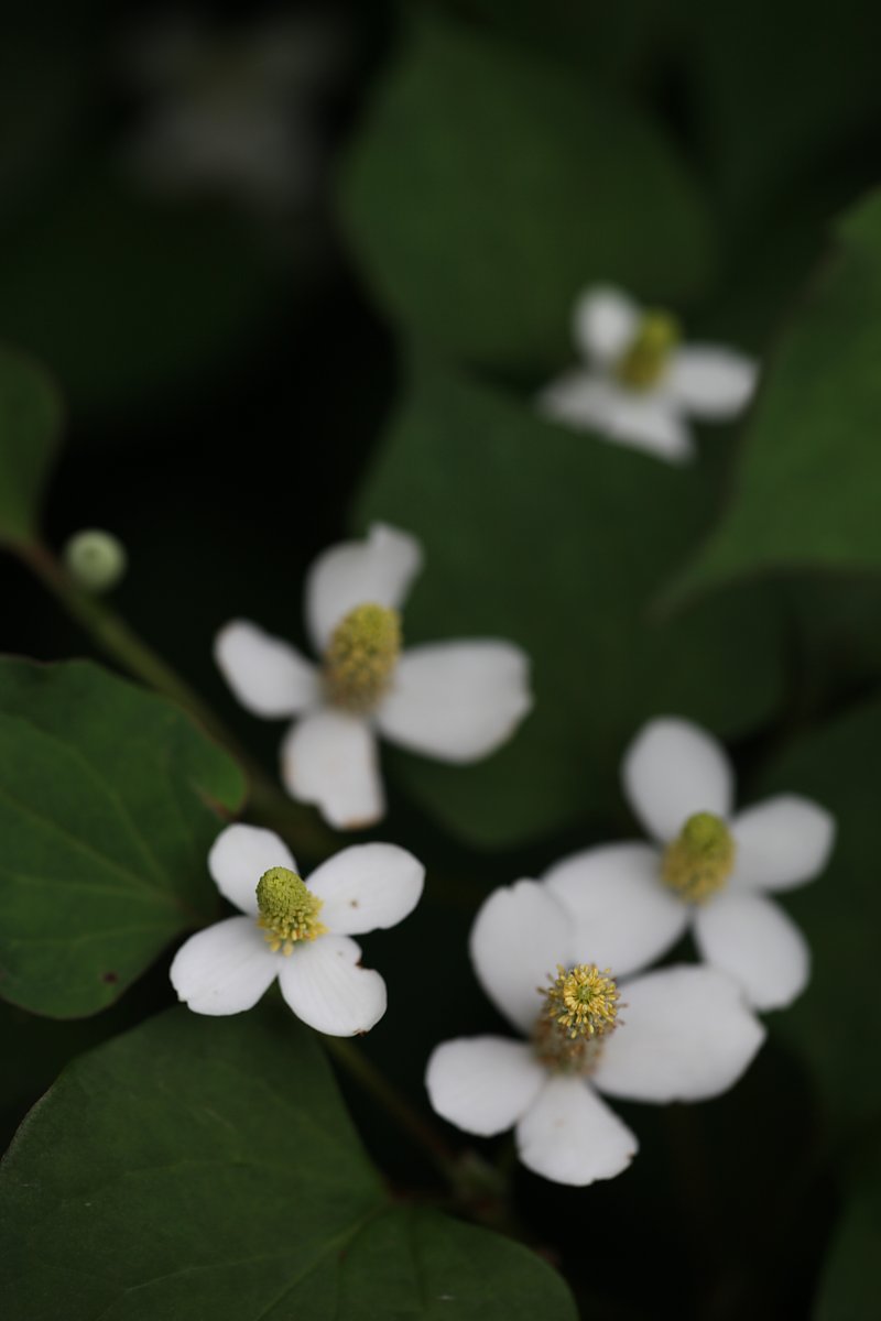 ��̕���