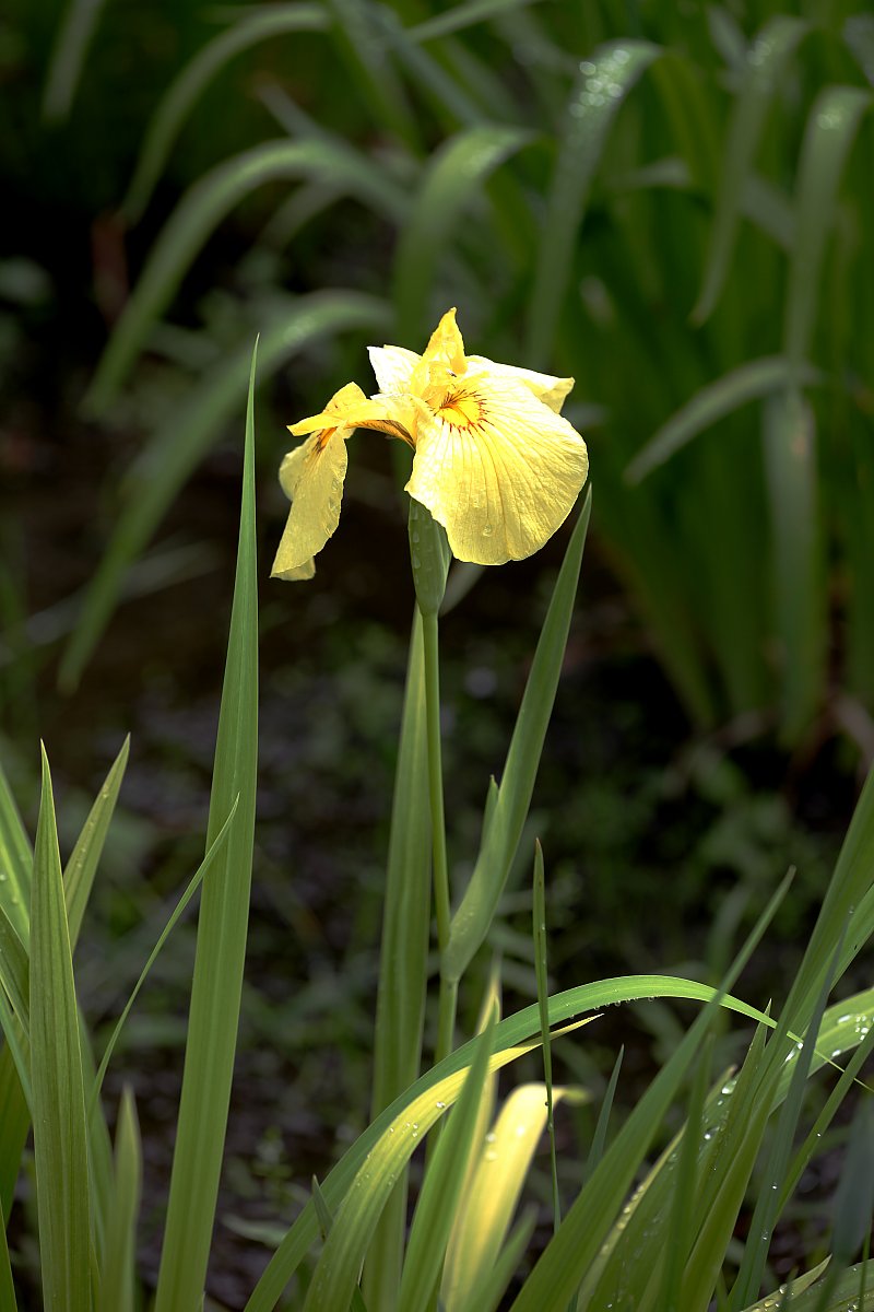 ��̕���