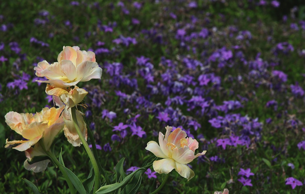 ��̕���