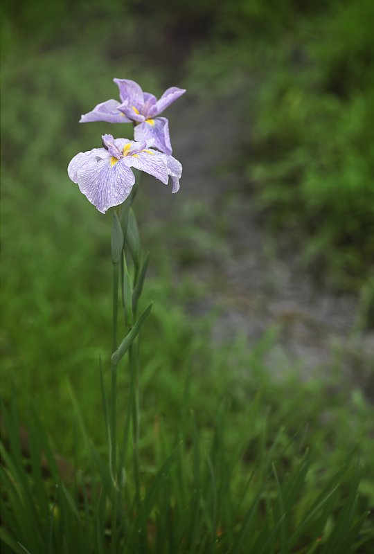 ��̕���