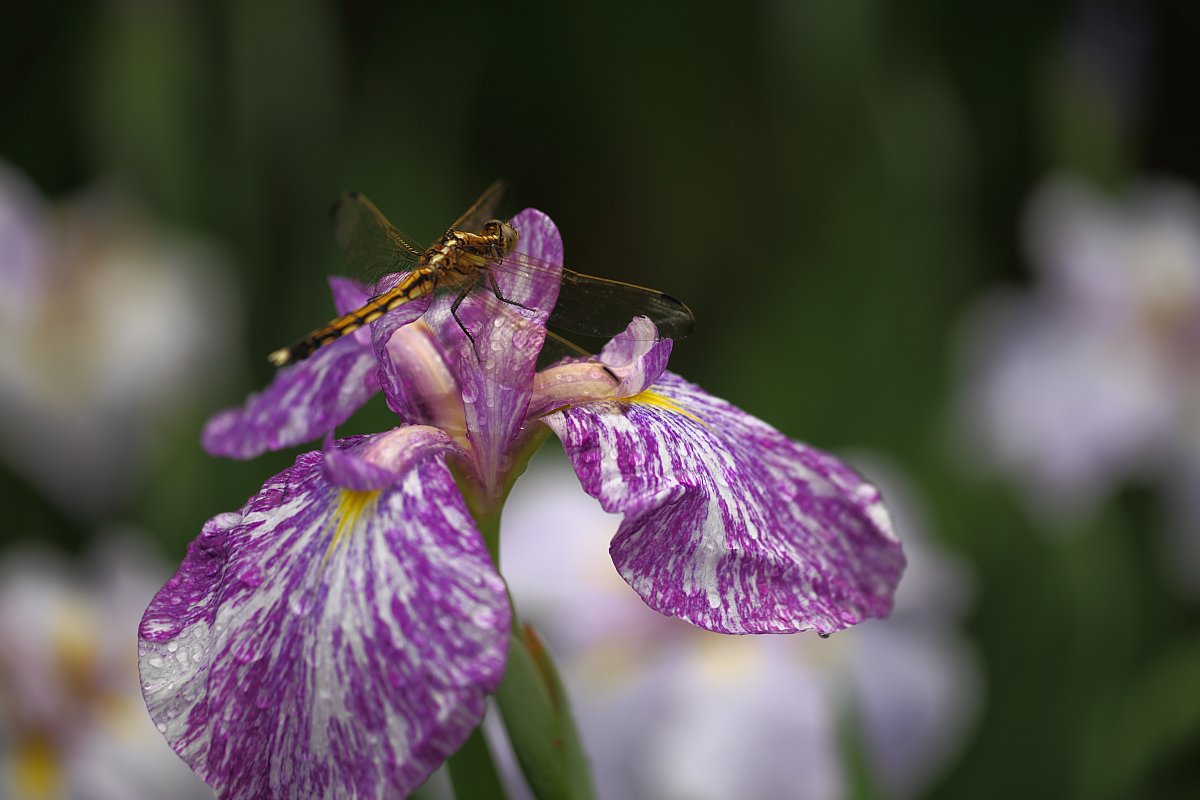 ��̕���