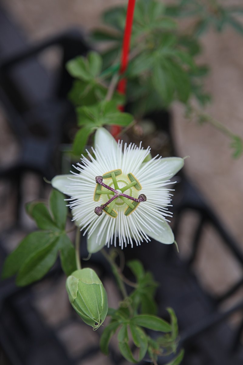 ��̕���